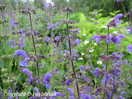 Salvia pratensis